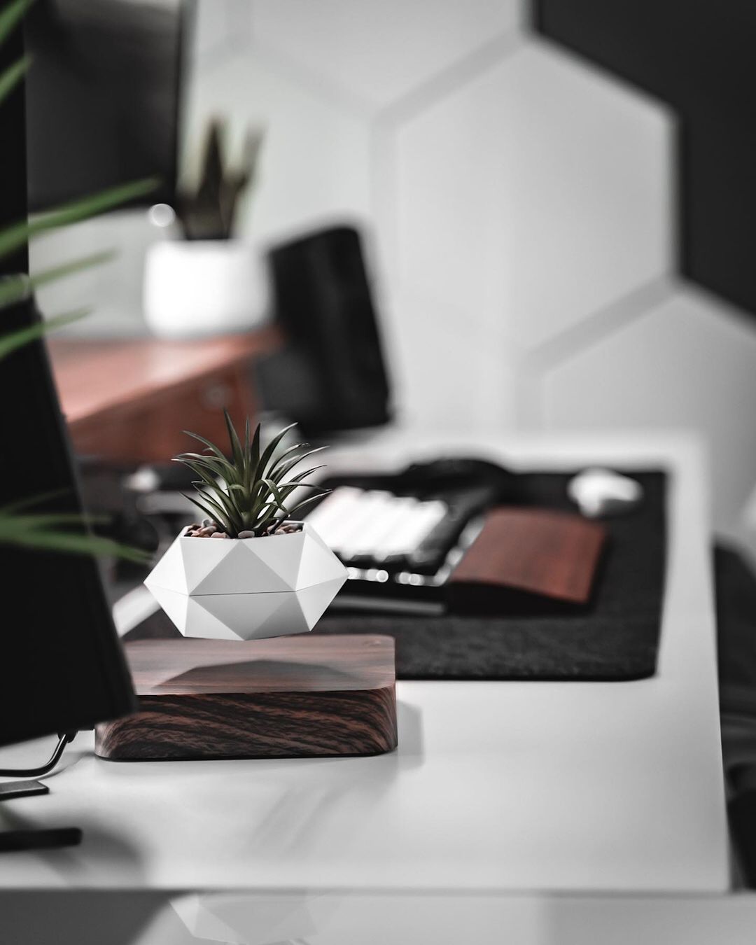 239379327_1106983503040838_1976860163701939218_n levitating plant