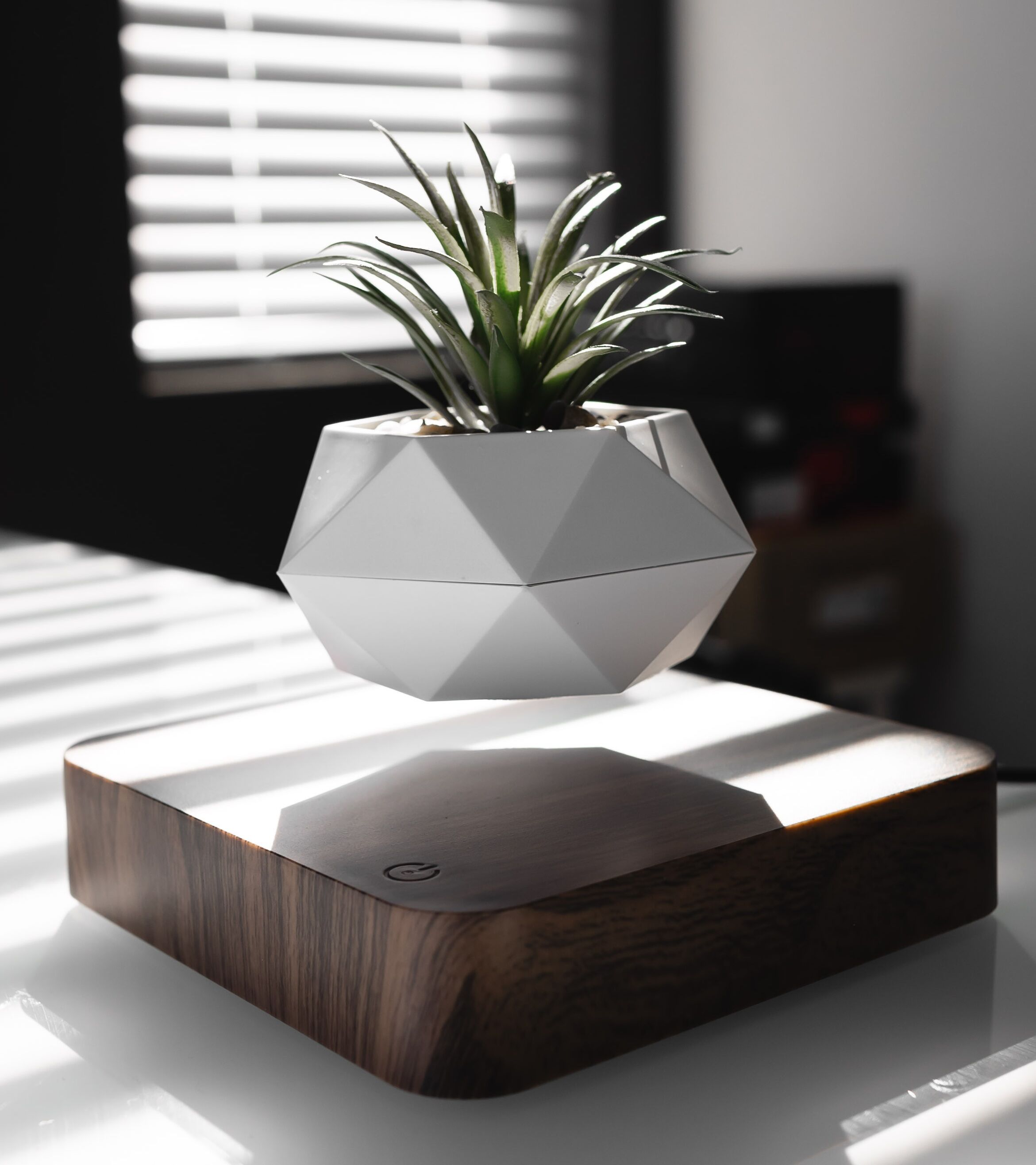 img_0572 levitating plant