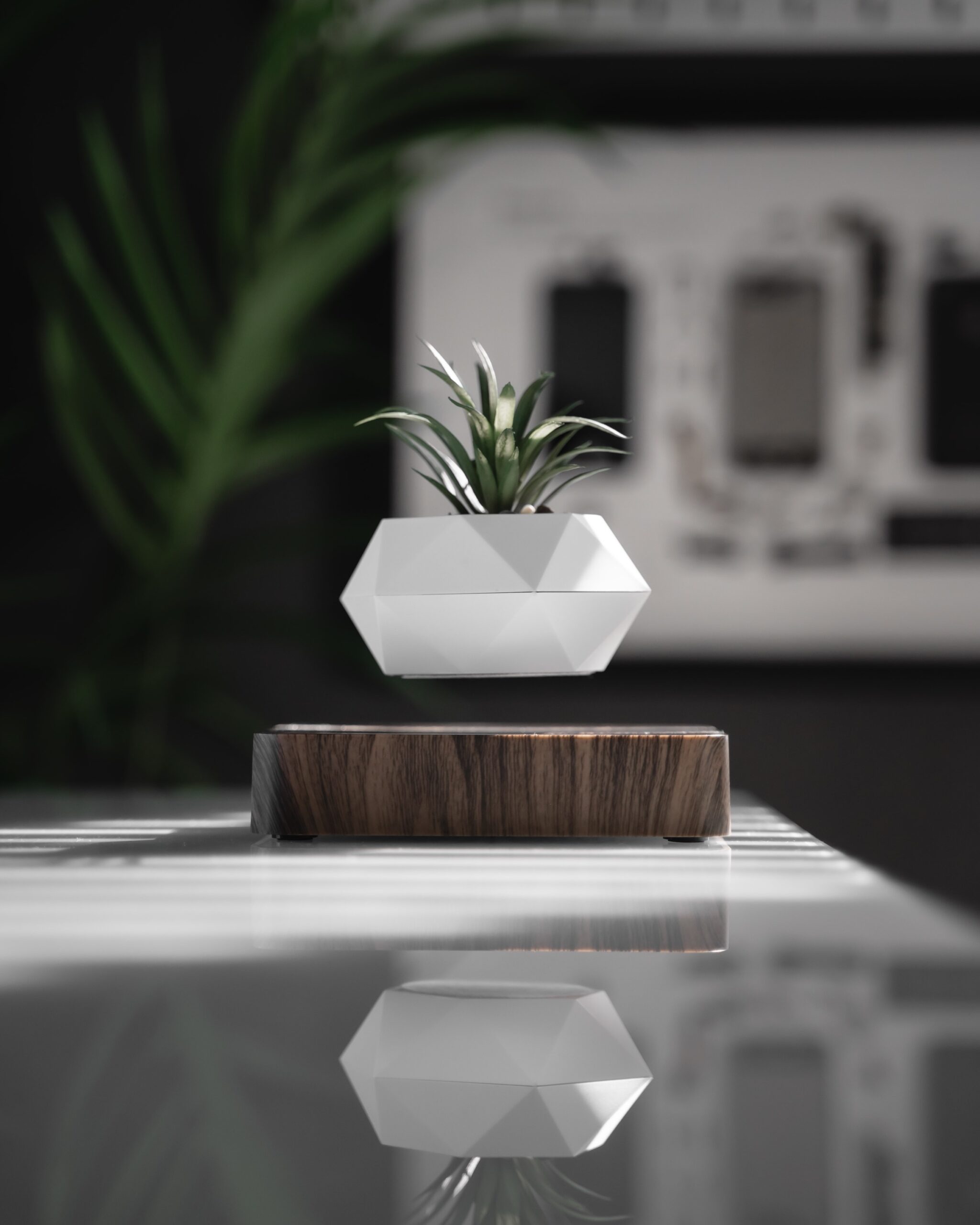 img_0570 levitating plant